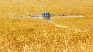 Wasserschutzbrot - weniger Nitrat im Grundwasser