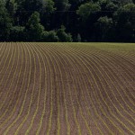 Glyphosat im Wasser - so gerät es ins Grundwasser