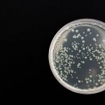 Schutz vor Bakterien im Trinkwasser Bakterien-Wassertest gibt Klarheit